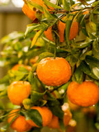 Kinnow Sweet Orange/santra Grafted Hybrid Fruit Plant
