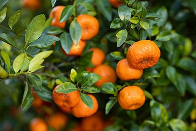 Kinnow Sweet Orange/santra Grafted Hybrid Fruit Plant