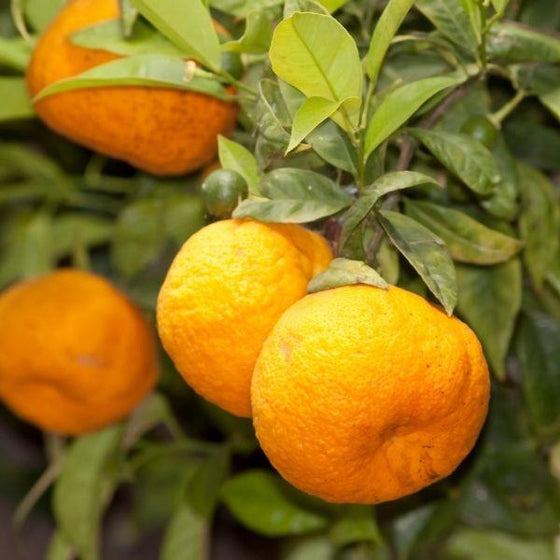 Kinnow Sweet Orange/santra Grafted Hybrid Fruit Plant