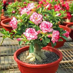 Adenium Rose Varieties Flower Live Plant