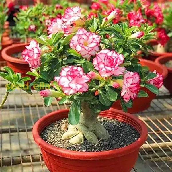 Adenium Rose Varieties Flower Live Plant