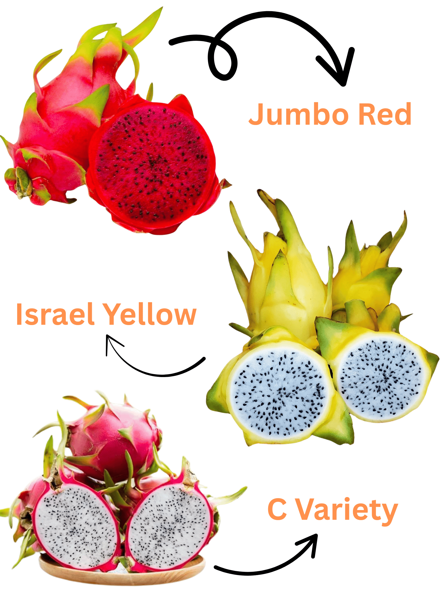 Thai Dragon Hybrid Fruit Plant (pack Of - 3)