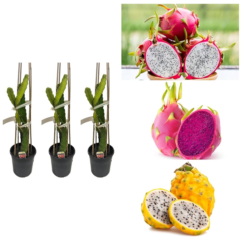 Thai Dragon Hybrid Fruit Plant (pack Of - 3)