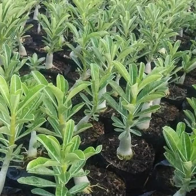 Rose Varieties Multi Colour Adenium Flower Live Plant