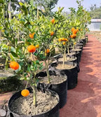 Australian Cara Cara Orange Grafted Fruit Plant
