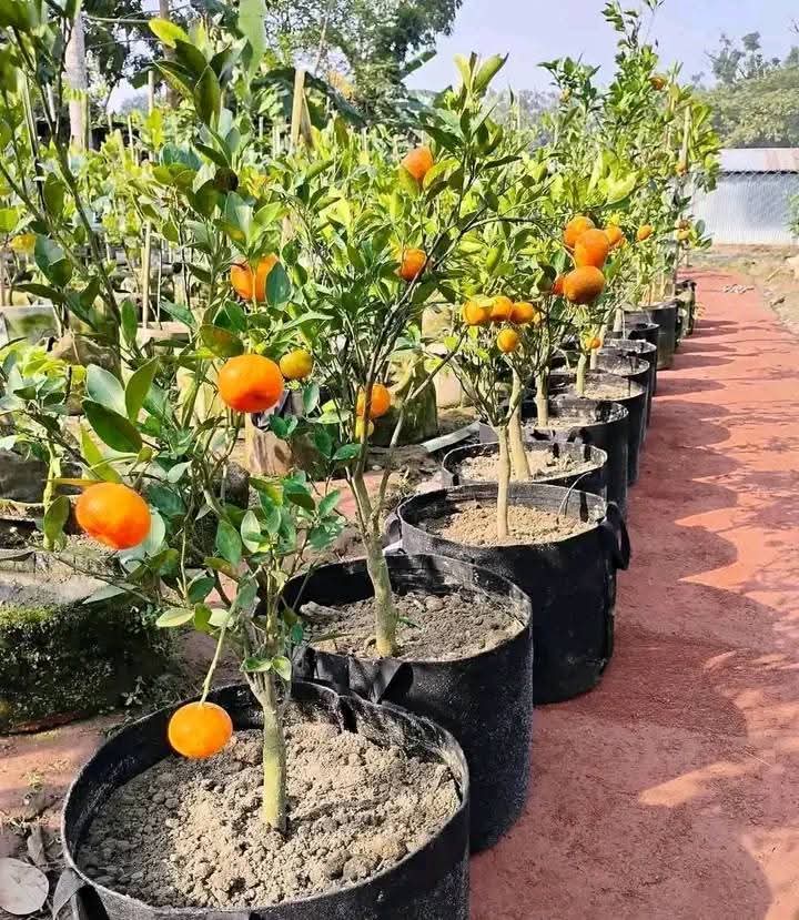 Thai Sweet Orange/santra Grafted Fruit Plant (pack Of - 1)
