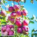 Pink Lady Apple Hybrid Air Learning Grafted Fruit Plant (pack Of - 1)