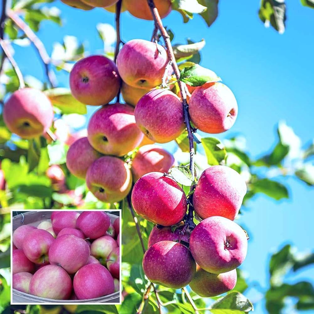 Pink Lady Apple Hybrid Air Learning Grafted Fruit Plant (pack Of - 1)