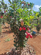 Pink Lady Apple Hybrid Air Learning Grafted Fruit Plant (pack Of - 1)