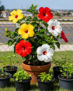 Multi Colour Hibiscus /gudhal Flowers Live Plant (pack Of - 1)