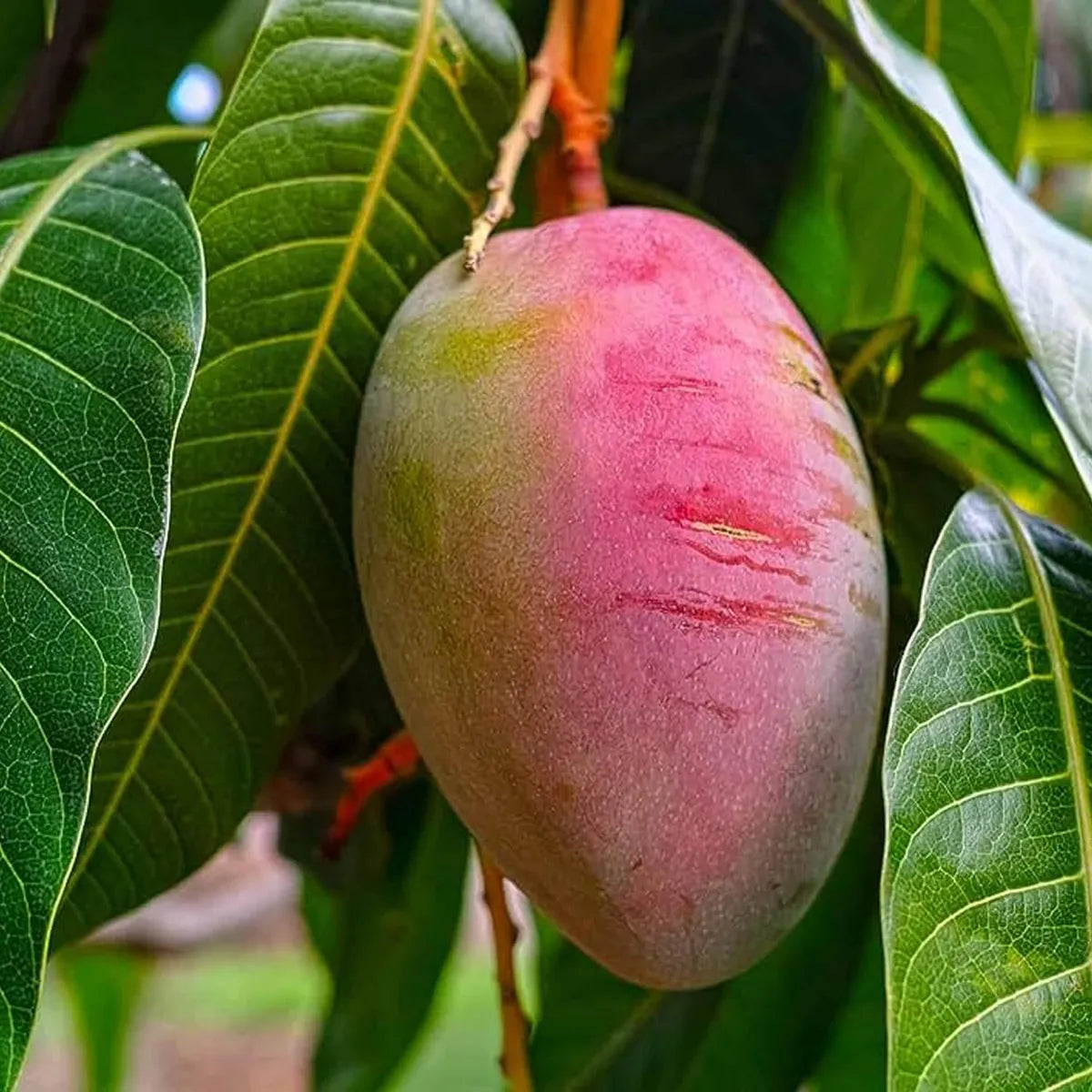 Sindhu Seedless Variety Grafted Mango Fruit Plants & Tree(1.5-3 Feet Size)