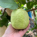 White Diamond Seedless Guava Hybrid Fruit Plant