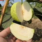 White Diamond Seedless Guava Hybrid Fruit Plant