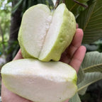 White Diamond Seedless Guava Hybrid Fruit Plant