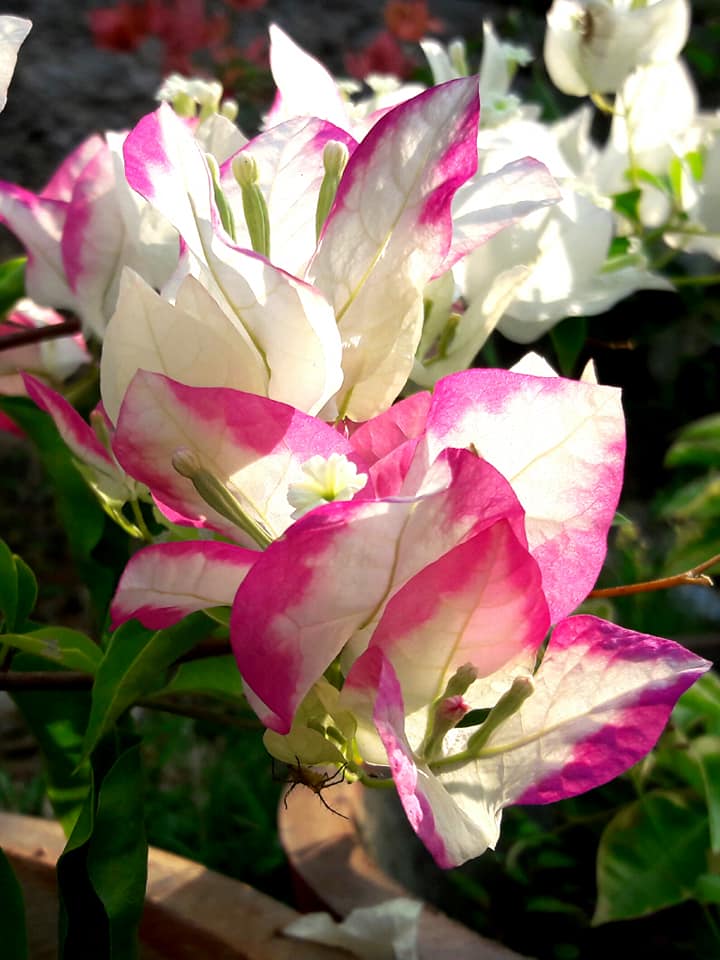 Lipstick Bougainvillea Flower Live Plant