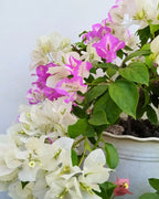 Lipstick Bougainvillea Flower Live Plant