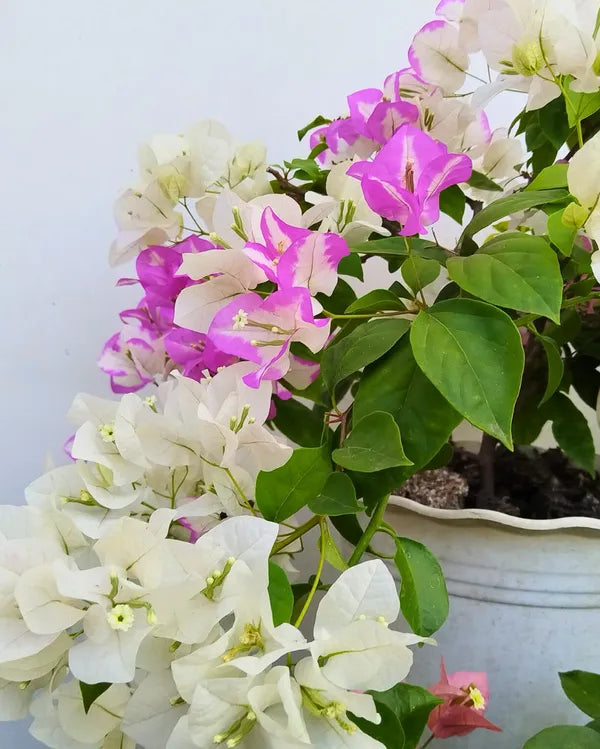 Lipstick Bougainvillea Flower Live Plant