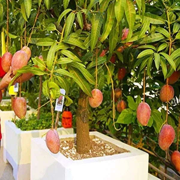 Vietnam All Time Mango Hybrid Grafted Plant