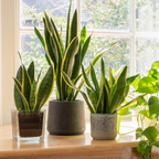 Snake Plant (indoor Plant) Pack Of - 1 Healthy Live Plant