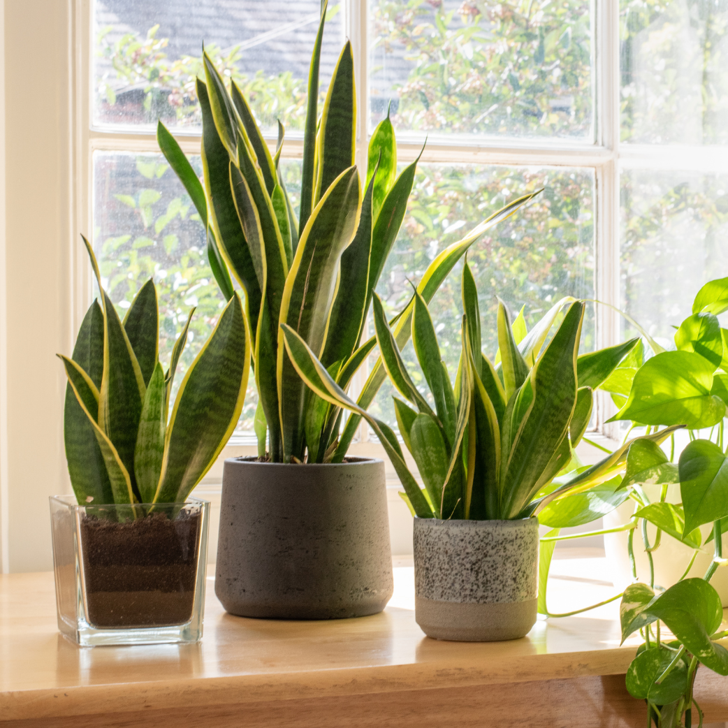 Snake Plant (indoor Plant) Pack Of - 1 Healthy Live Plant