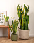 Snake Plant (indoor Plant) Pack Of - 1 Healthy Live Plant