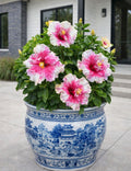 Australian Varitey Hibiscus Flower Plant