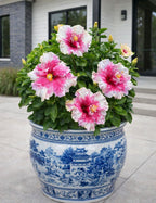 Australian Varitey Hibiscus Flower Plant
