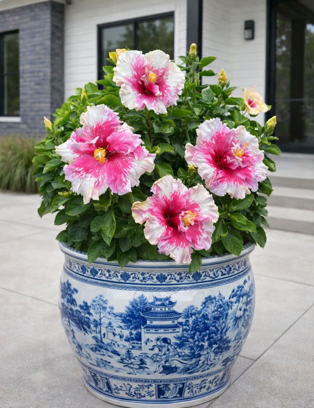 Rare Varitey Hibiscus /gudhal Flowers Hybrid Live Plant (pack Of - 1)