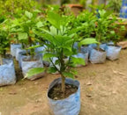 Australian Varitey Hibiscus Flower Plant