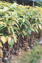 Amrapali Mango Grafted Fruit Plant