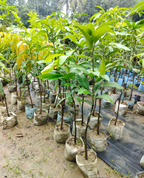 Australian Sensation Mango Grafted Fruit Plant