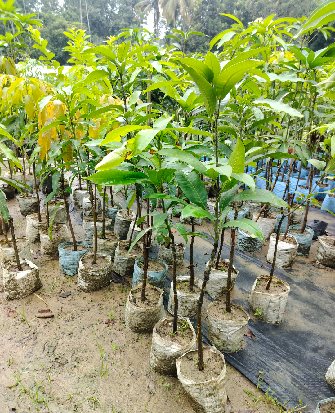 Australian Sensation Mango Grafted Fruit Plant