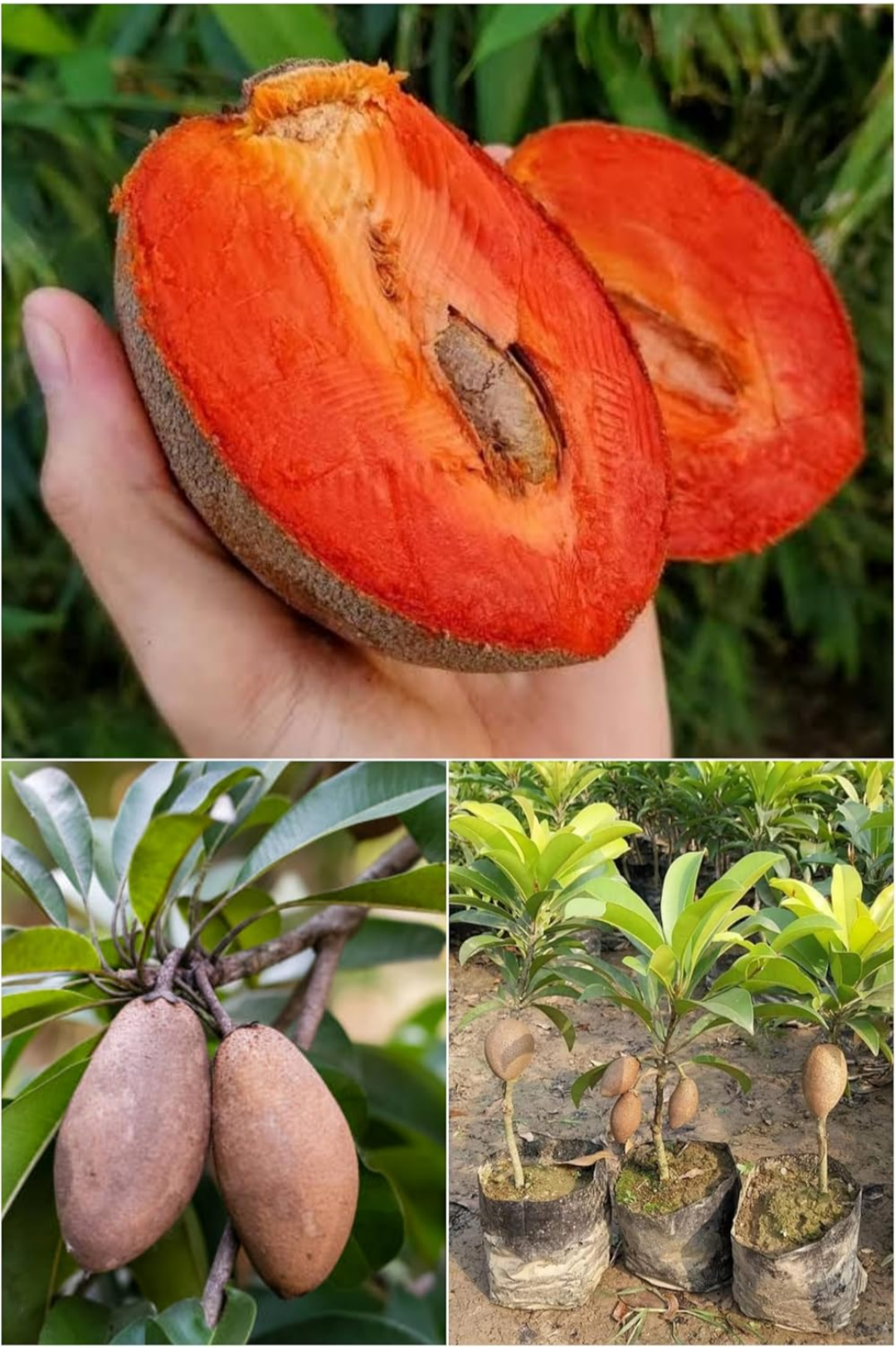 Thai Red Chikoo/sapota Grafted Fruit Plant