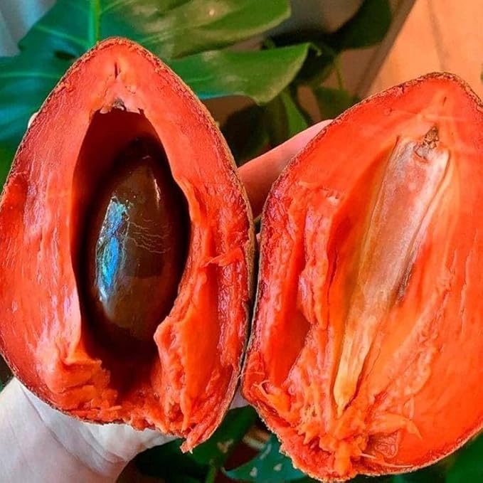 Thai Red Chikoo/sapota Grafted Fruit Plant