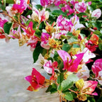 Chitra Golden Rao Bougainvillea Flower Live Plant