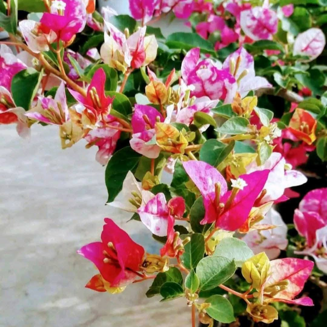 Chitra Golden Rao Bougainvillea Flower Live Plant