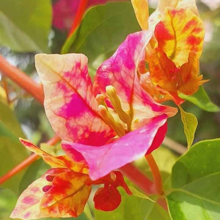 Chitra Golden Rao Bougainvillea Flower Live Plant