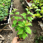 Chitra Golden Rao Bougainvillea Flower Live Plant