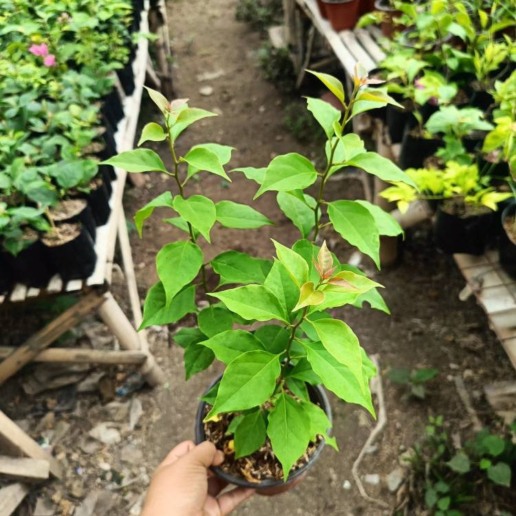 Chitra Golden Rao Bougainvillea Flower Live Plant