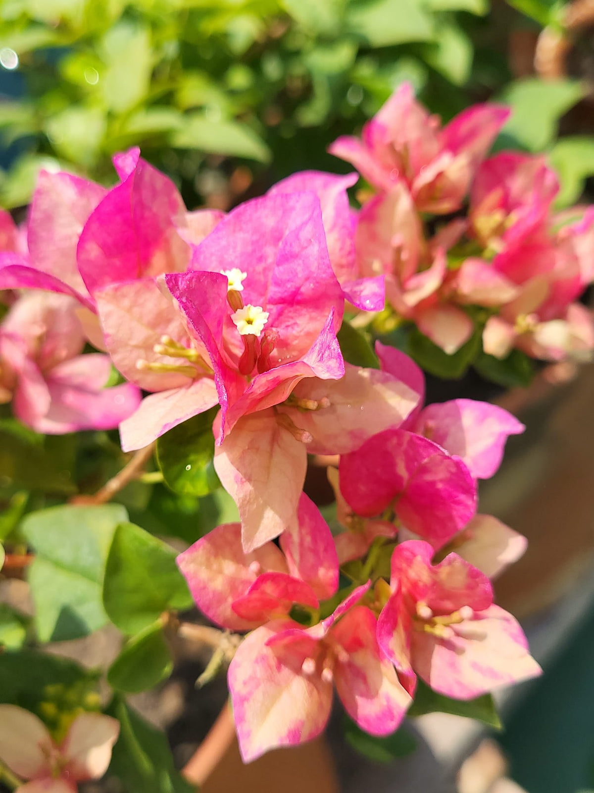 Chitra Golden Rao Bougainvillea Flower Live Plant
