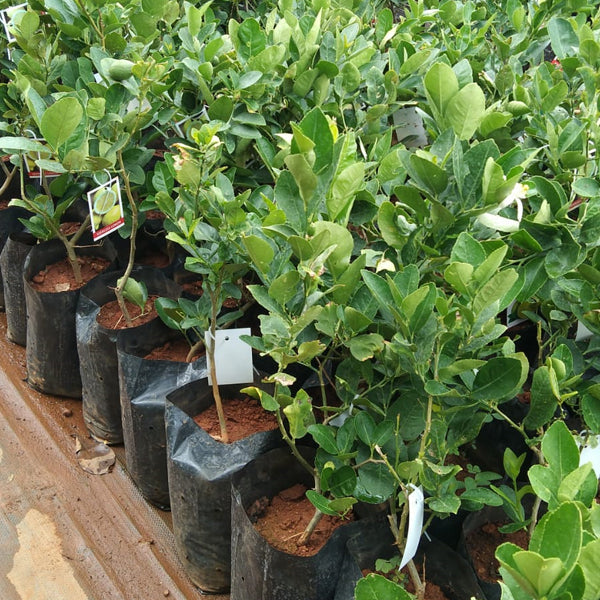 All Time Malaysian Royl Lemon/nimbu Hybrid Air Learning Grafted Fru...