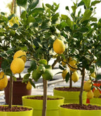 All Time Malaysian Royl Lemon/nimbu Hybrid Air Learning Grafted Fru...