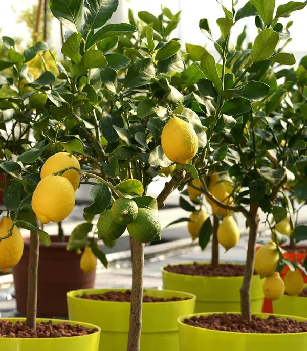 All Time Malaysian Royl Lemon/nimbu Hybrid Air Learning Grafted Fru...