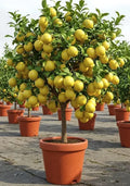 All Time Malaysian Royl Lemon/nimbu Hybrid Air Learning Grafted Fru...