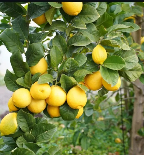 All Time Malaysian Royl Lemon/nimbu Hybrid Air Learning Grafted Fru...