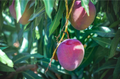 Thai Apple Mango Hybrid Graftad Plant