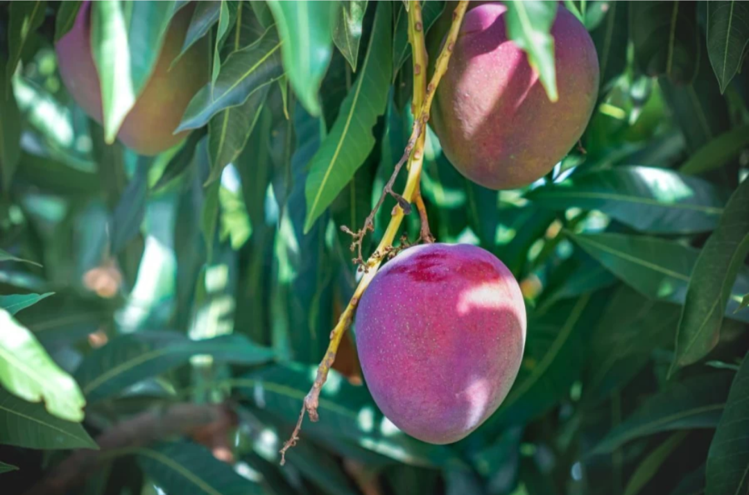 Thai Apple Mango Hybrid Graftad Plant