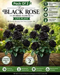 Pack Of 2 Rare Black Rose Hybrid Flower Live Plant