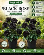 Pack Of 2 Rare Black Rose Hybrid Flower Live Plant