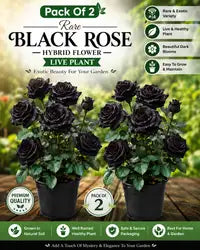 Pack Of 2 Rare Black Rose Hybrid Flower Live Plant